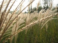 -白鹭湾湿地公园