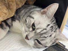 -纳吉亚猫专科动物诊疗中心(蒋宅口分院)