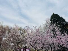 -桃花堤公园