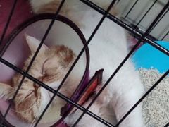 -瑞鹏宠物医院·骨科·猫科·内科(第一中心)
