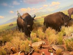 -陕西自然博物馆