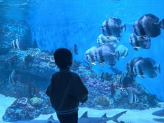 -海合安成都极地海洋公园