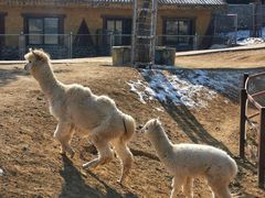 -石家庄市动物园