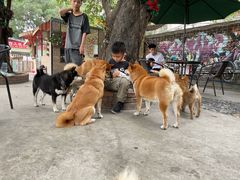 -柴犬高等学院·狗咖·柴犬售卖·宠物训练