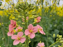 -中国天府农业博览园