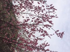 iphone_upload_pic-香雪海
