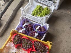 -马陆小张葡萄园农家乐