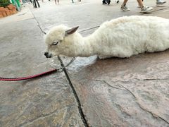 -北京欢乐谷