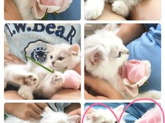 -喵zoo家庭繁育猫舍(尖东智能花园店)