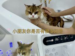-爱洗澡的猫(天河路店)