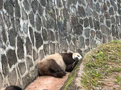 -都江堰中华大熊猫苑