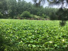 景点-合肥滨湖国家森林公园