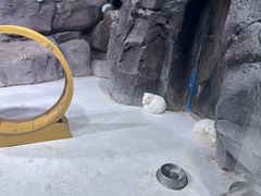 -海合安青岛极地海洋公园