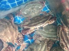 -宾朋海鲜特色美食餐厅·纯手工鲅鱼水饺(兴海路店)