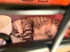 -派联宠物医院·24h·CT·异宠