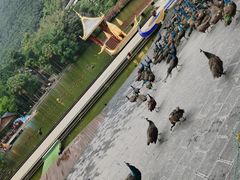 -西双版纳原始森林公园
