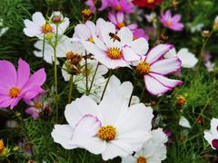 -香蜜公园