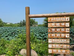 -池杉湖湿地公园