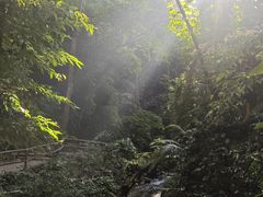 -莫里热带雨林景区