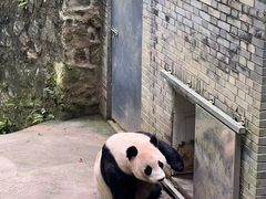 -都江堰中华大熊猫苑