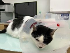 -宠福鑫康馨动物医院·骨科·眼科