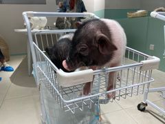 -怪兽屋·羊驼·猫咖·狗咖(俊华广场店)