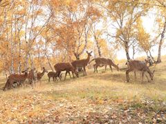 -乌兰布统景区-白桦林