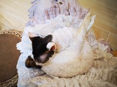 -momokira米努特·德文卷毛猫·棉花面纱犬