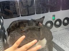 -FAELING PETS美天灵宠物(富力广场店)