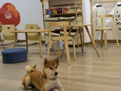 -柴迷FANS CLUB·柴犬狗咖·猫咖