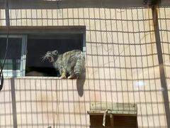 -青藏高原野生动物园