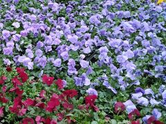 -龙大花卉苗木市场