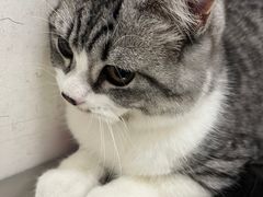 -汪喵宠物医院·骨科心脏影像·犬猫急重症ICU诊疗中心(成华分院)