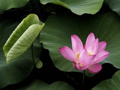 -大兴滨河森林公园