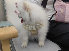 -瑞鹏宠物医院华南总院·夜诊·心脏科·骨科