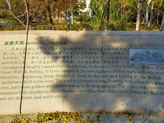 -八大关景区