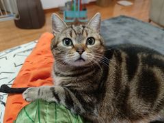 -伟伟宠物医院·瑞派猫友好医院·猫科(光谷店)