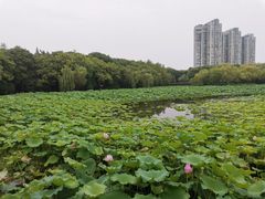 -高子水居