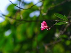 -金花茶公园