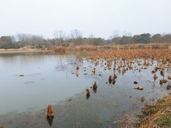 -西溪国家湿地公园