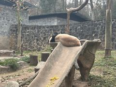 -都江堰中华大熊猫苑
