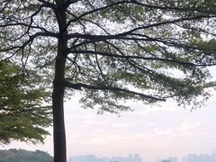 -顺峰山公园