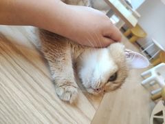-有喵·猫咖·狗咖·30几只猫10只小狗(岗厦店)