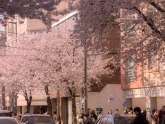 -乐天免税店(明洞店)