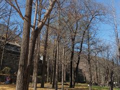 -阳台山自然风景区