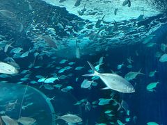 -上海海洋水族馆