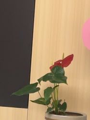 -上海伊莱美医疗美容医院