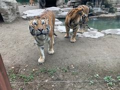 -上海野生动物园