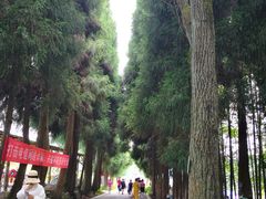 -武陵山森林公园