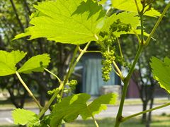 -常州花鸟园酒店(西太湖品牌优选店)